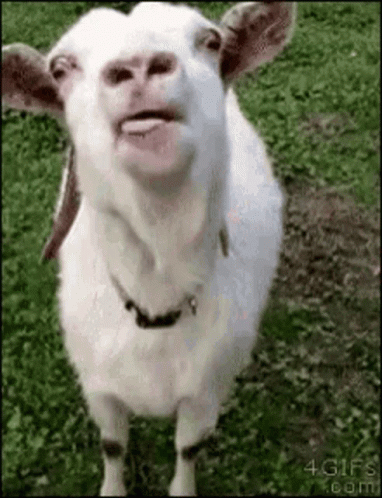 Goat Talking