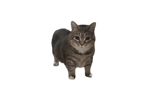 Oo Ee A E A 고양이