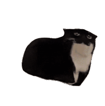 Maxwell the cat